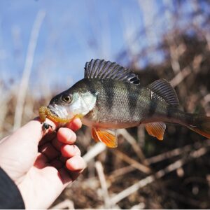 Carp Fishing