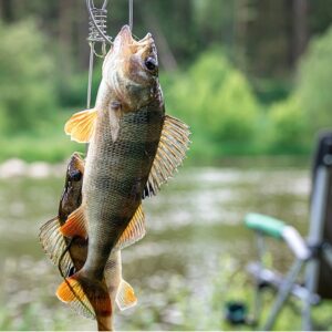 Lure Fishing