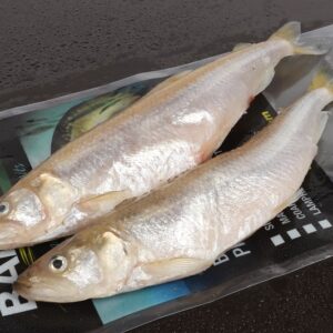 Smelt