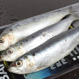 Sardines