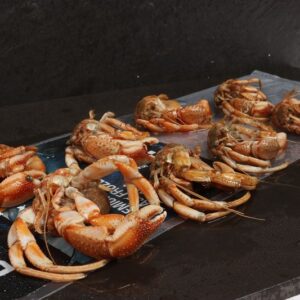Hermit Crabs